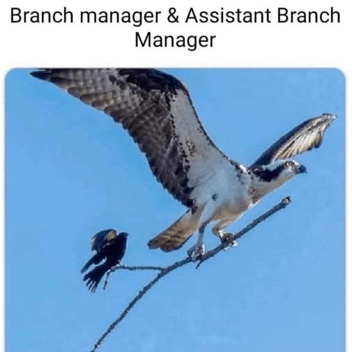 branch